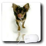 Chihuahua Dog - Long Hair Chihuahua - Mouse Pads